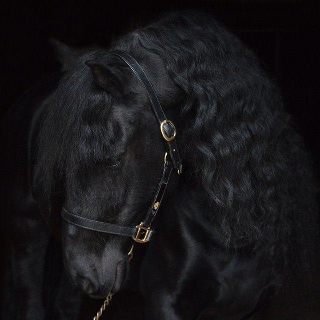 Friesian Horses